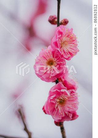 春天小金井公園的梅花 86892812