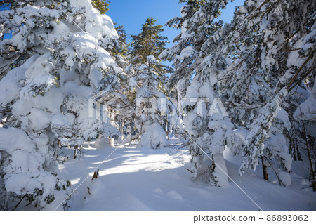 Northern Yatsugatake forest with snow 86893062