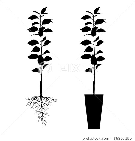 Seedling with open and closed root system 86893190