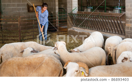 Portrait of female farmer feeding sheeps on farm 86893403
