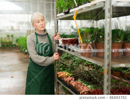 Elderly female florist pushing trolley with potted plants in garden store Elderly female florist pushing trolley with potted plants in garden store 86893781
