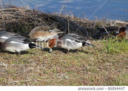 Male and female wigeons looking for food on the riverbed of the Motoara River, which flows near Hasuda City, Saitama Prefecture, Japan. Male and female wigeons looking for food on the riverbed of the Motoara River, which flows near Hasuda City, Saitama Prefecture, Japan. 86894447