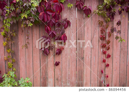 Parthenocissus quinquefolia, known as Virginia creeper, Victoria creeper, five-leaved ivy. Red foliage background red wooden wall. Natural background. 86894456