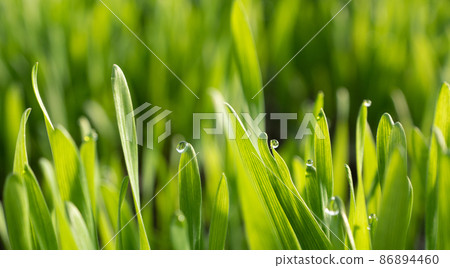 Field with sprouts of oats in the early morning. Young sprouts of wheat, closeup view.  86894460