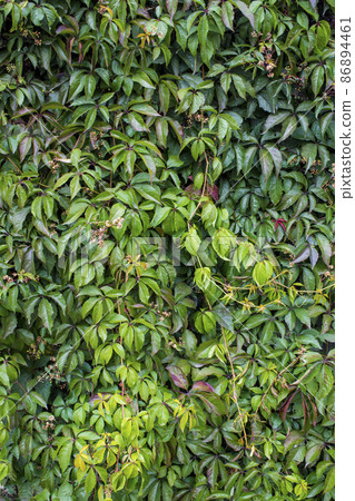 Parthenocissus quinquefolia