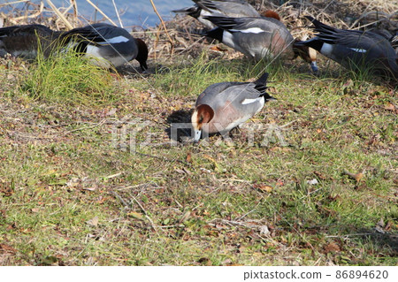 A male wigeon looking for food on the riverbed of the Motoara River, which flows near Hasuda City, Saitama Prefecture, Japan. 86894620