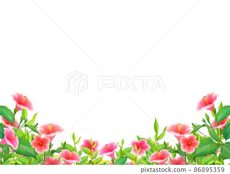 Fashionable white background material in summer when hibiscus blooms 86895359