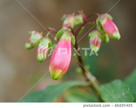 Kalanchoe Wendy like a bell Kalanchoe Wendy like a bell 86895485