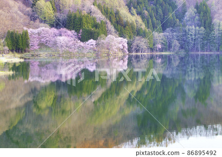 Yoh Yamazakura of Lake Nakanishi Yoh Yamazakura of Lake Nakanishi 86895492