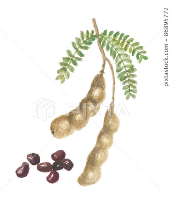 Tamarind pod and fruit 86895772
