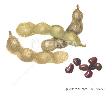 羅望子豆莢和果實 羅望子豆莢和果實 86895775