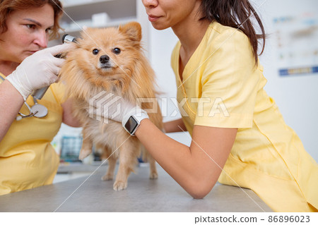 Women veterinary workers cares of dog in clinic Women veterinary workers cares of dog in clinic 86896023