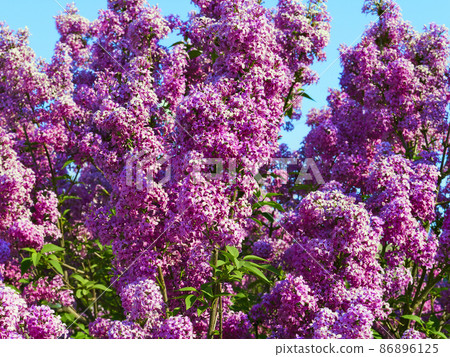 lilac bush pink against the blue sky 86896125