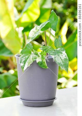 Syngonium podophyllum, Arrowhead Vine or Goosefoot Plant or Araceae 86896161