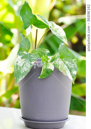 Syngonium podophyllum, Arrowhead Vine or Goosefoot Plant or Araceae 86896162