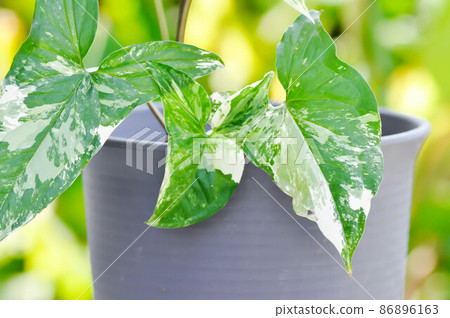 Syngonium podophyllum, Arrowhead Vine or Goosefoot Plant or Araceae 86896163