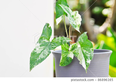 Syngonium podophyllum, Arrowhead Vine or Goosefoot Plant or Araceae Syngonium podophyllum, Arrowhead Vine or Goosefoot Plant or Araceae 86896165