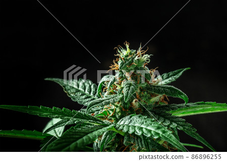 Flowering cannabis plant with white and yellow stigmas and trichomes 86896255