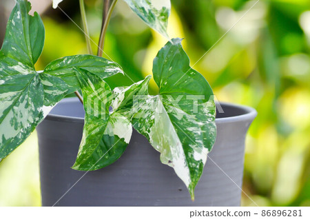 Syngonium podophyllum, Arrowhead Vine or Goosefoot Plant or Araceae Syngonium podophyllum, Arrowhead Vine or Goosefoot Plant or Araceae 86896281