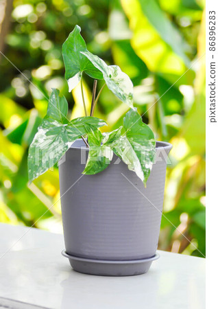 Syngonium podophyllum, Arrowhead Vine or Goosefoot Plant or Araceae 86896283