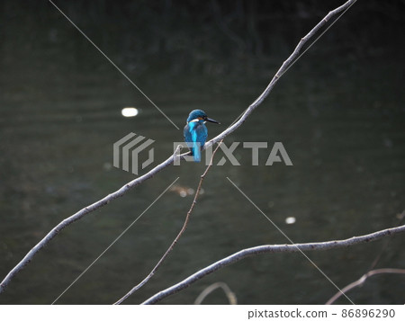 翠鳥棲息在樹枝上 翠鳥棲息在樹枝上 86896290