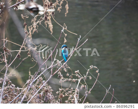 翠鳥棲息在樹枝上 翠鳥棲息在樹枝上 86896291