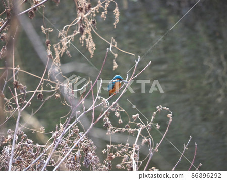 翠鳥棲息在樹枝上 翠鳥棲息在樹枝上 86896292