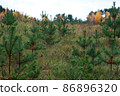Young Christmas trees. Restoring natural resources. 86896320