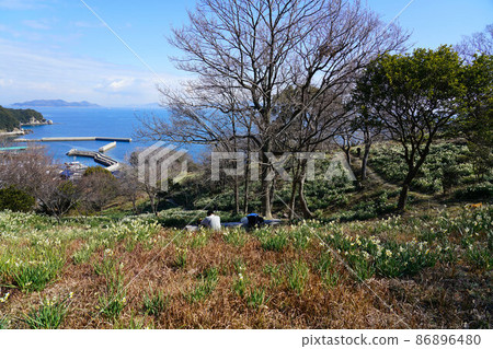 岡山縣最南端穆島盛開的水仙、前浦港和瀨戶內海的風景 1 岡山縣笠岡市 86896480