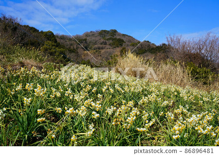 岡山縣最南端穆島和島上最高峰大石山盛開的水仙花,岡山縣笠岡市 岡山縣最南端穆島和島上最高峰大石山盛開的水仙花,岡山縣笠岡市 86896481
