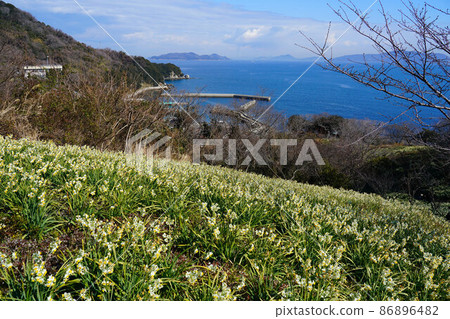 Narcissus blooming on Mushima, the southernmost tip of Okayama Prefecture, Maeura Port and the scenery of the Seto Inland Sea 2 Kasaoka City, Okayama Prefecture Narcissus blooming on Mushima, the southernmost tip of Okayama Prefecture, Maeura Port and the scenery of the Seto Inland Sea 2 Kasaoka City, Okayama Prefecture 86896482