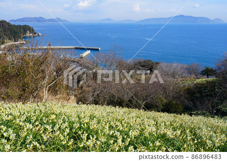 岡山縣最南端穆島盛開的水仙、前浦港和瀨戶內海的風景 3 岡山縣笠岡市 86896483