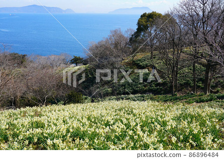 岡山縣最南端毛島盛開的水仙花和瀨戶內海的風景 1 岡山縣笠岡市 岡山縣最南端毛島盛開的水仙花和瀨戶內海的風景 1 岡山縣笠岡市 86896484