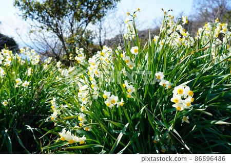 岡山縣最南端毛島盛開的水仙花 2 岡山縣笠岡市 86896486