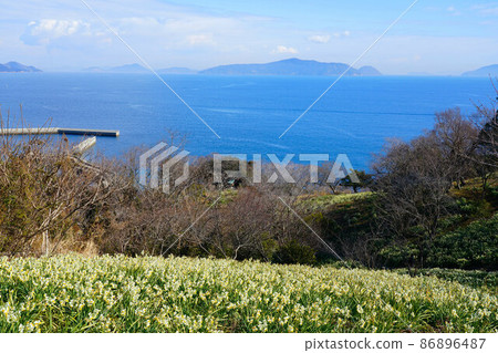 Narcissus blooming on Mushima, the southernmost tip of Okayama Prefecture, Maeura Port and the scenery of the Seto Inland Sea 4 Kasaoka City, Okayama Prefecture 86896487