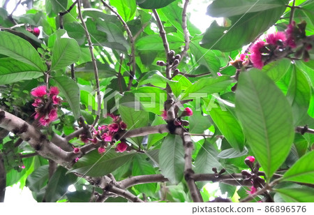 Flower of Malay apple on tree with green leaf background Flower of Malay apple on tree with green leaf background 86896576