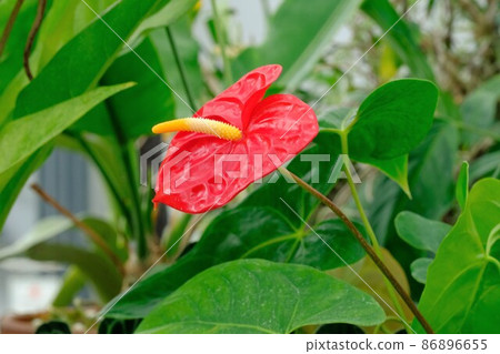 Anthurium 86896655