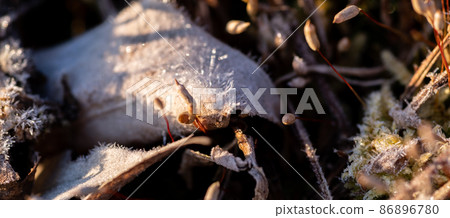 Cold frosty morning Cold frosty morning 86896780
