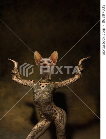 Flexible graceful female model like medieval person in vintage clothing headed by cat head isolated on dark retro background. Concept of comparison of eras, artwork. Surrealism Flexible graceful female model like medieval person in vintage clothing headed by cat head isolated on dark retro background. Concept of comparison of eras, artwork. Surrealism 86897035