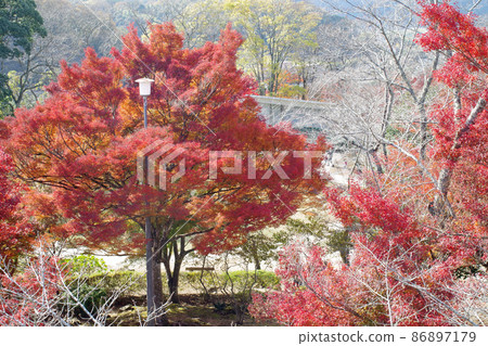 三好市大關山公園的紅葉景觀 三好市大關山公園的紅葉景觀 86897179
