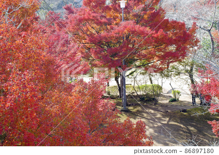 Scenery of autumn leaves in Ozekiyama Park, Miyoshi City Scenery of autumn leaves in Ozekiyama Park, Miyoshi City 86897180