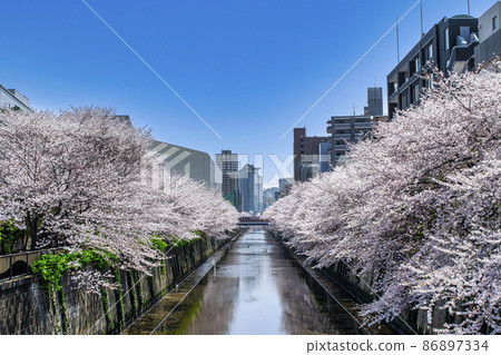 東京目黑川，櫻花盛開，朝目黑新橋方向 86897334