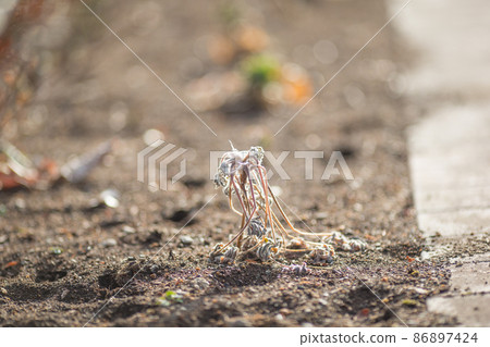 像外星人一樣的植物 86897424