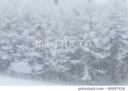 有雪的森林的狀態 86897426