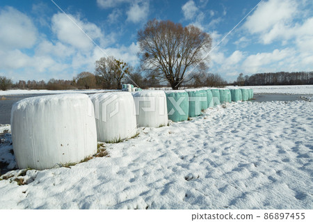 Bales with silage on the meadow, winter day Bales with silage on the meadow, winter day 86897455