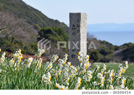 Awaji Island Tachikawa Narcissus 86898454