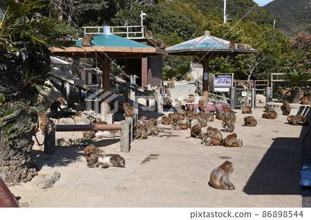 淡路島猴子中心 86898544
