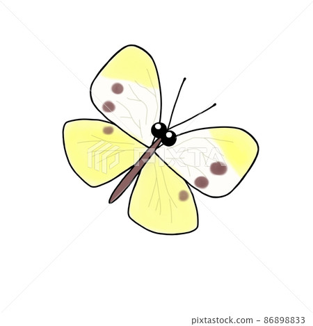 Butterfly illustration 86898833