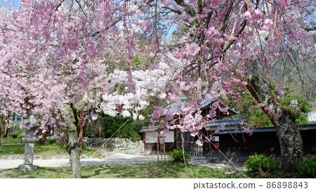 Spring day Yoshibaba cherry blossoms in full bloom 86898843