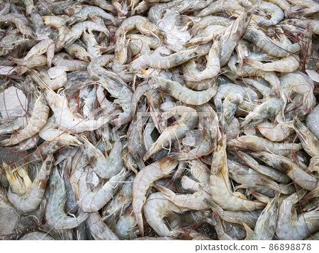 Fresh shrimp prawns for sale in the market seafood restaurant, raw shrimps on ice Fresh shrimp prawns for sale in the market seafood restaurant, raw shrimps on ice 86898878